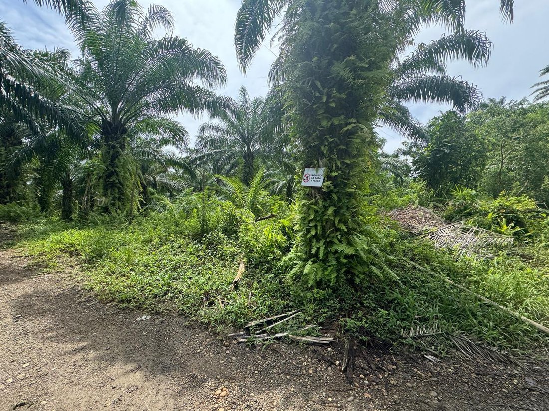 Farm Ranch in Quininde, Esmeraldas, Ecuador 3 - 18457817