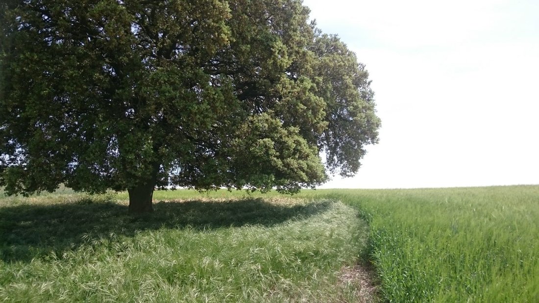 Rancho en Gurrea de Gallego, Aragón, España 5 - 18473067