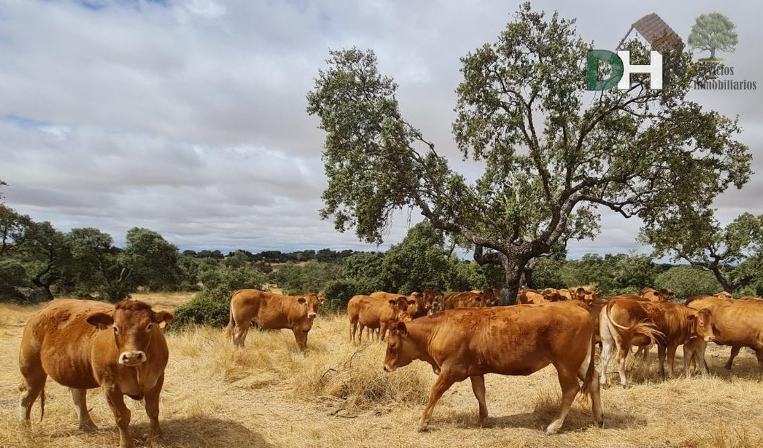 Terreno a Cáceres, Estremadura, Spagna 1 - 18474346