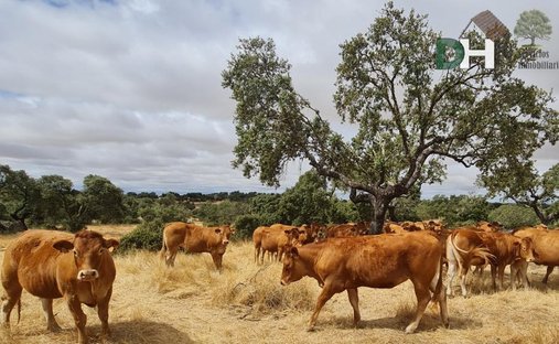 Terreno a Cáceres, Estremadura, Spagna 1
