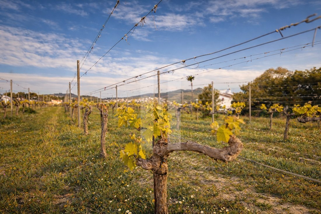Finca in el Poble Nou de Benitatxell / Benitachell, Valencian Community, Spain 5 - 18473952
