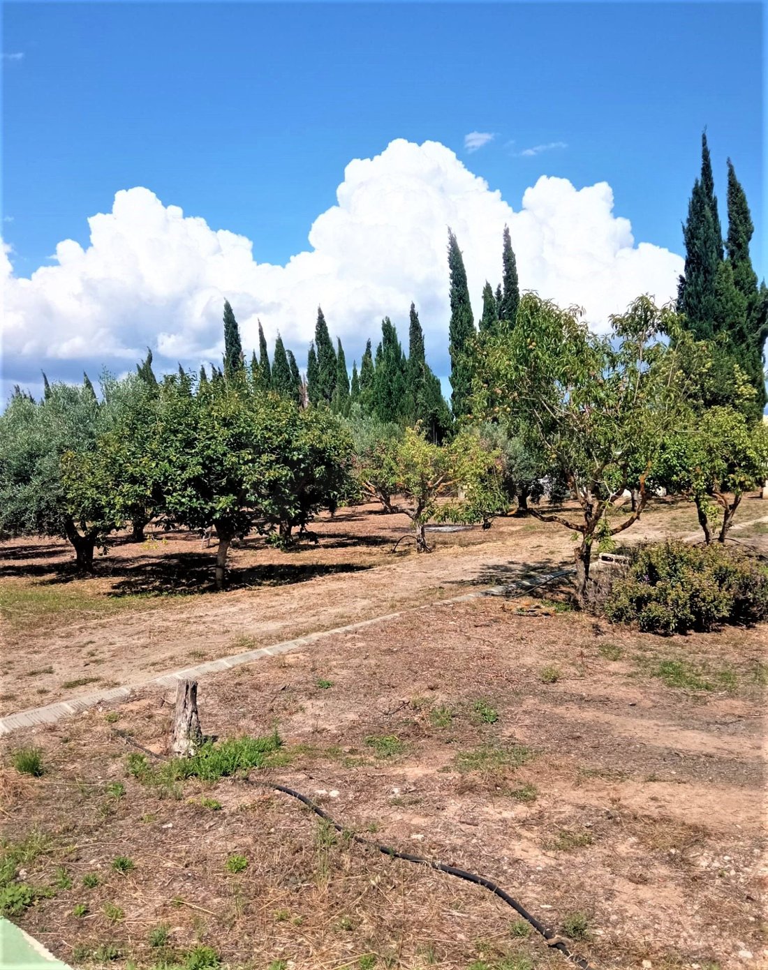 Townhouse en Móra d'Ebre, Cataluña, España 5 - 16027563