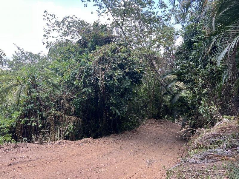 Land in Adjuntas, Adjuntas, Puerto Rico 3 - 18486056