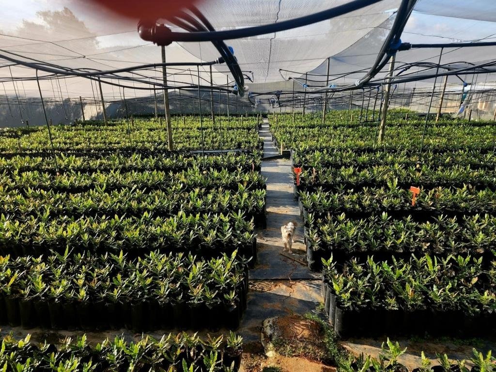 Farm Ranch in Johannesburg, Gauteng, South Africa 1 - 18483358