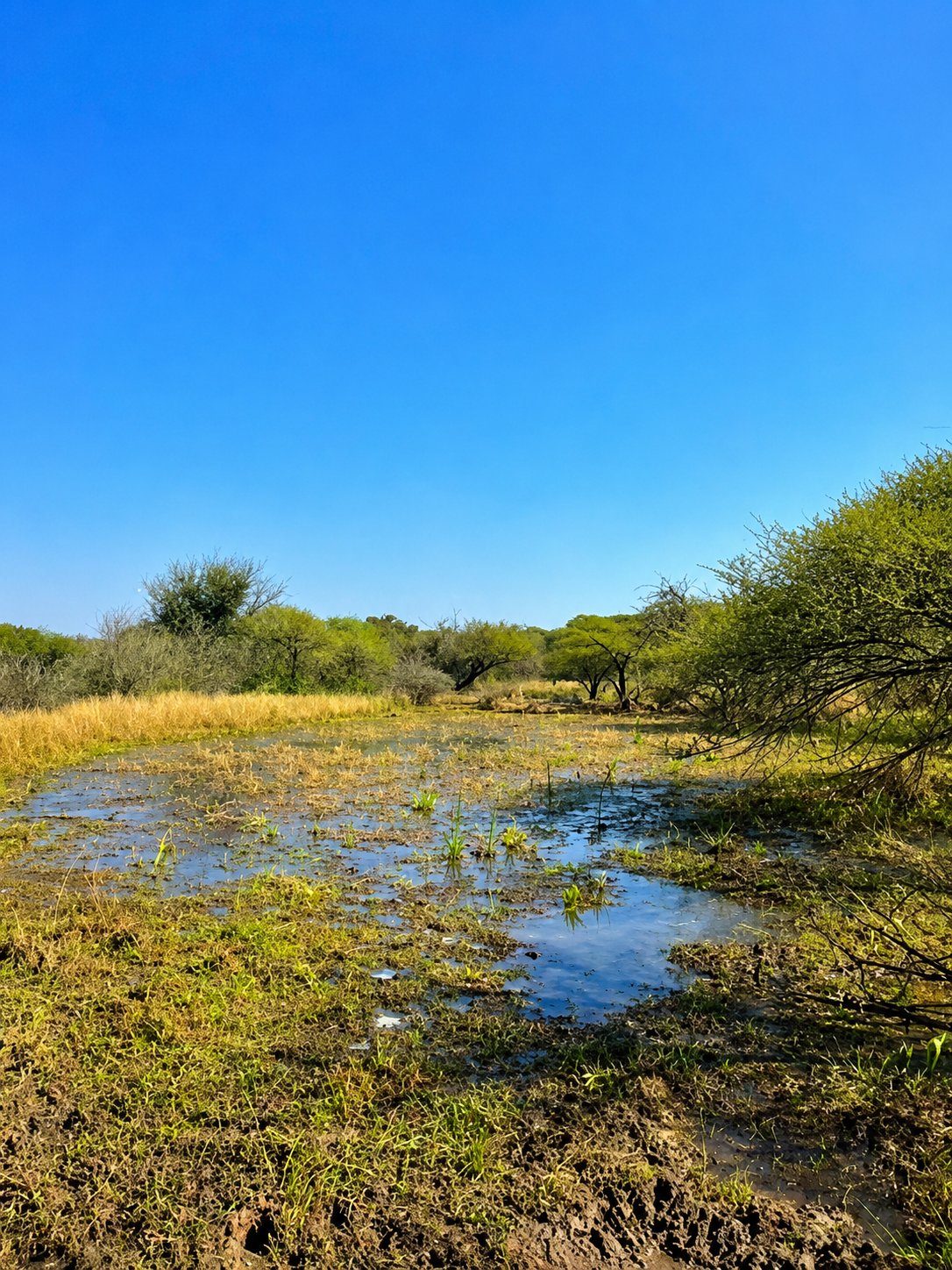 Farm Ranch in Johannesburg, Gauteng, South Africa 1 - 18456348