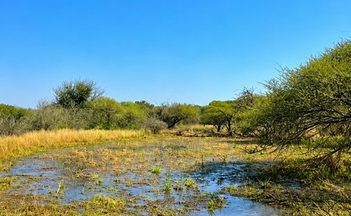 Azienda agricola a Johannesburg, Gauteng, Sudafrica 1
