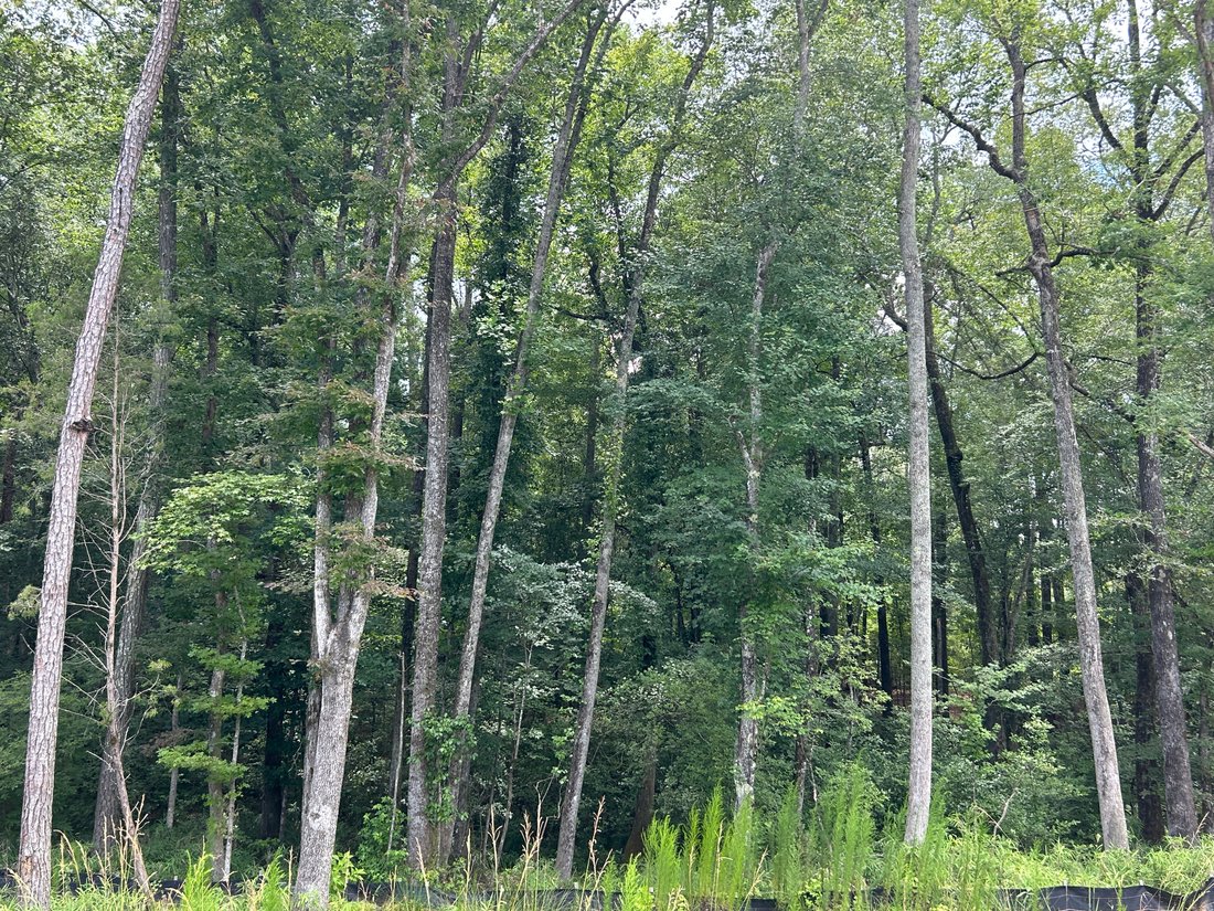 Land in Chattahoochee Hills, Georgia, United States 2 - 18488517