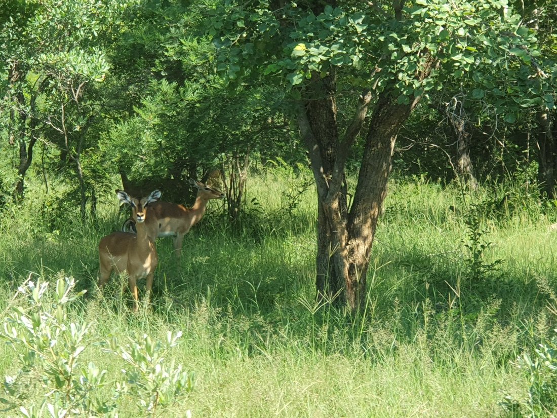 Farm Ranch in Johannesburg, Gauteng, South Africa 5 - 18490891