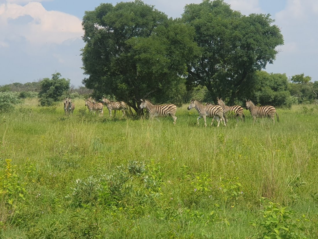 Farm Ranch in Johannesburg, Gauteng, South Africa 4 - 18490891