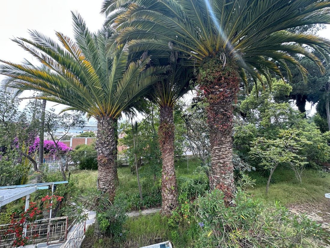Land in Quito, Pichincha, Ecuador 5 - 18492605