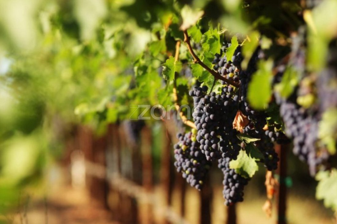 Finca in Mesao Frio (Santo Andre), Vila Real District, Portugal 4 - 17775488