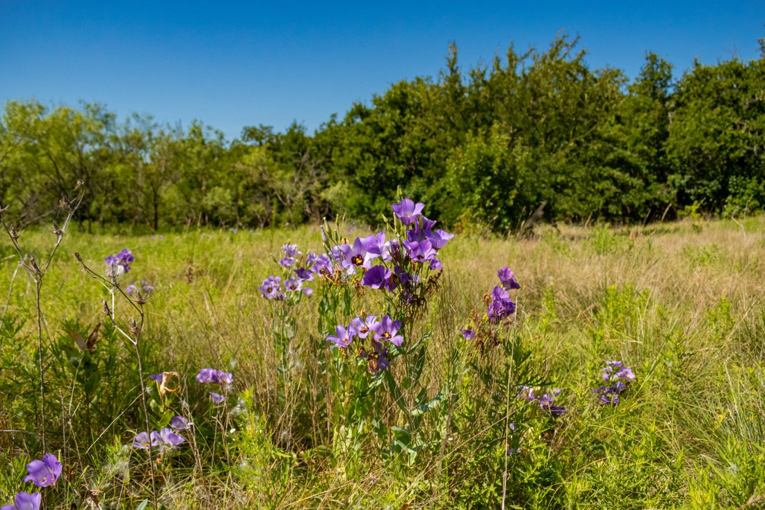 Farm Ranch in Jacksboro, Texas, United States 3 - 18497736