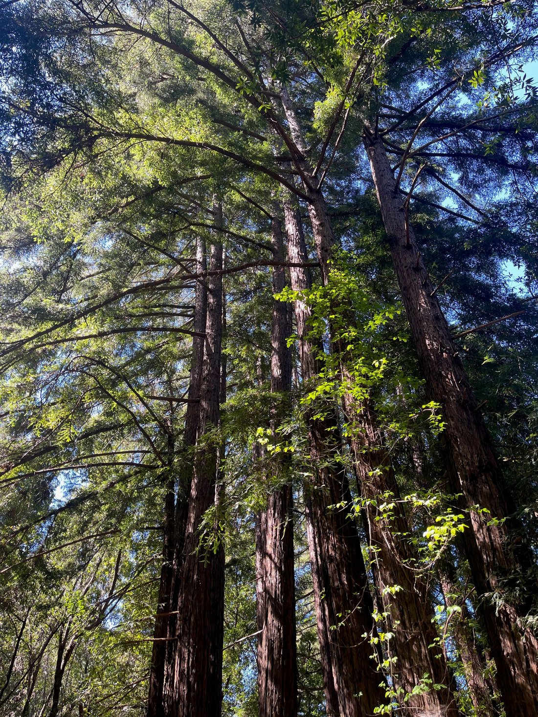 Land in Big Sur, California, United States 4 - 18506513