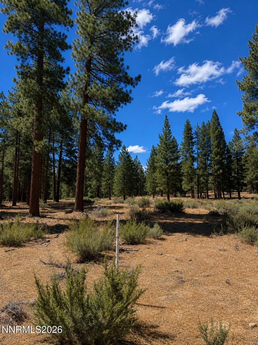 Land in Genoa, Nevada, United States 3 - 18514512