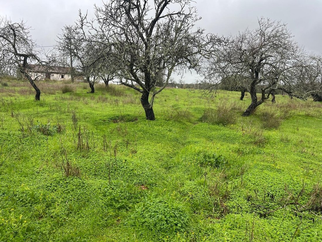 Land in Lagoa e Carvoeiro, Algarve, Portugal 3 - 18515585