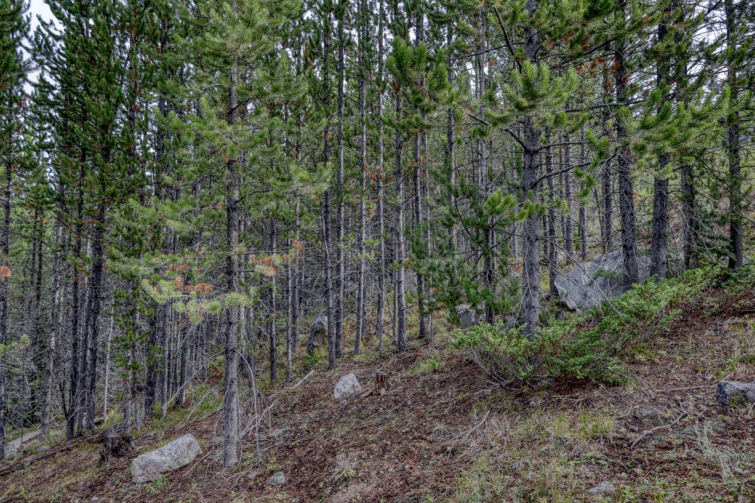 Land in Gallatin Gateway, Montana, United States 5 - 18515572