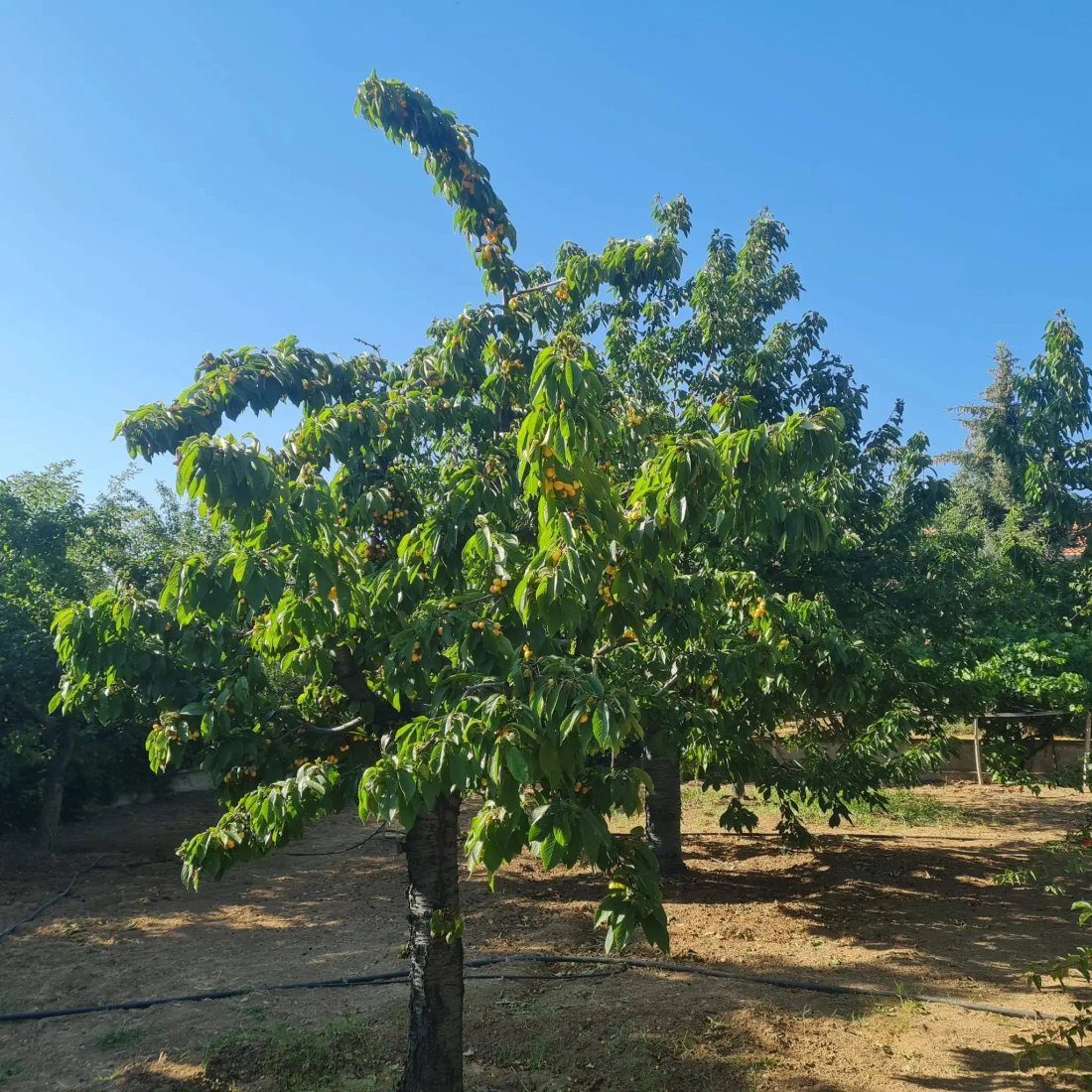 House in Ankara, Ankara, Turkey 5 - 18508793