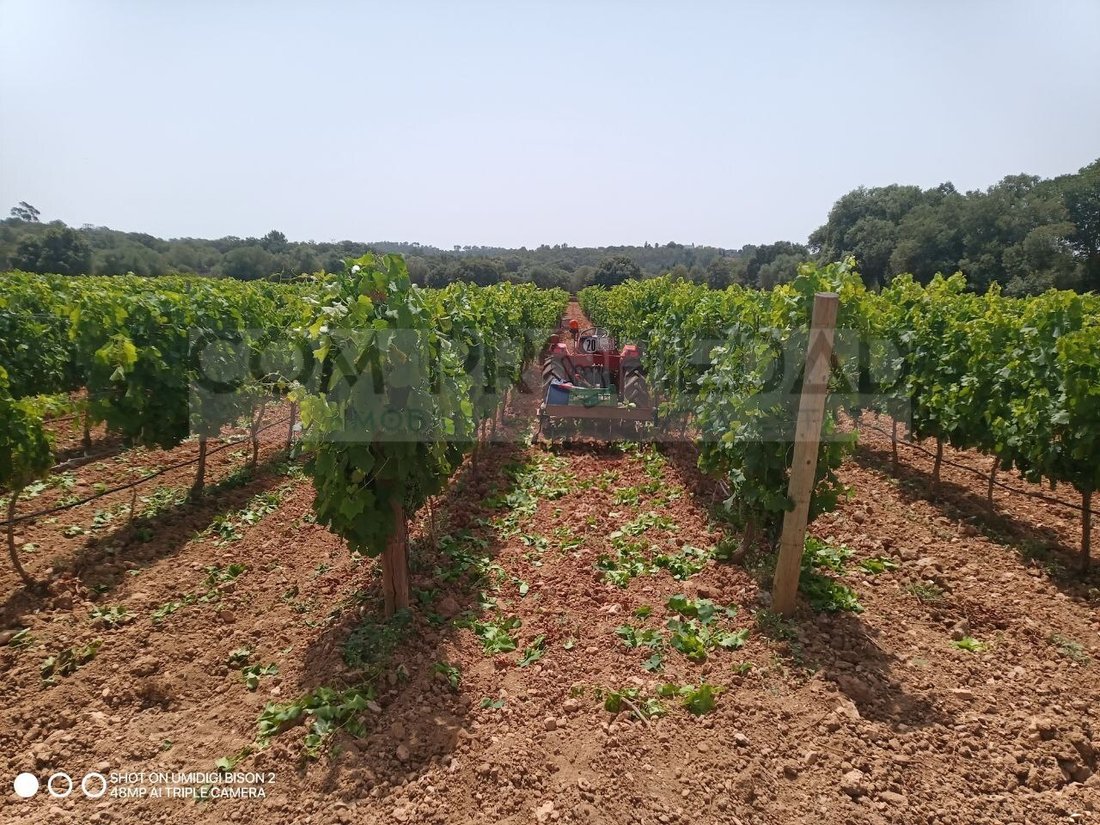 Finca in Costitx, Balearic Islands, Spain 3 - 18516217