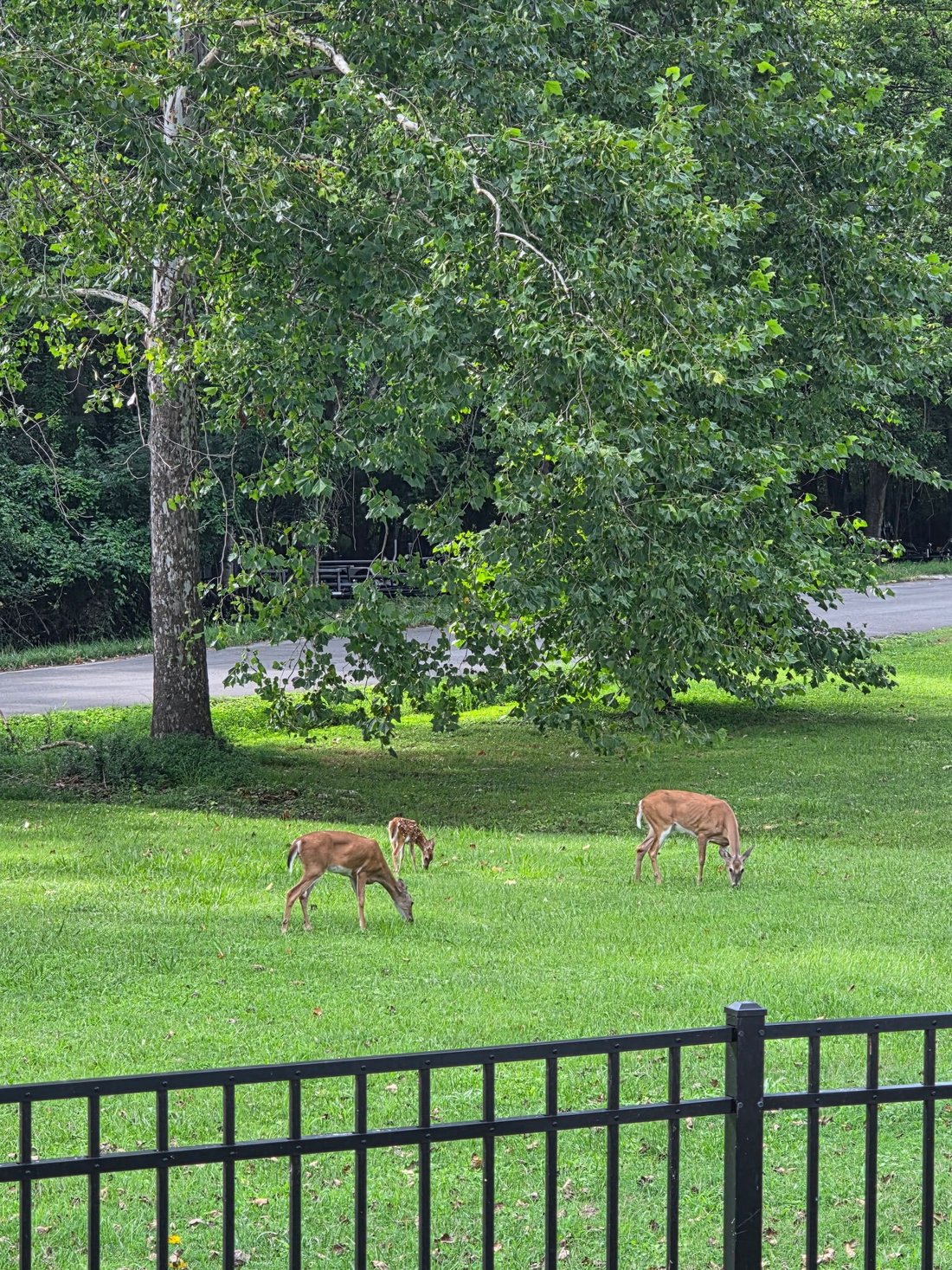 Casa a Mt. Juliet, Tennessee, Stati Uniti 4 - 18520189