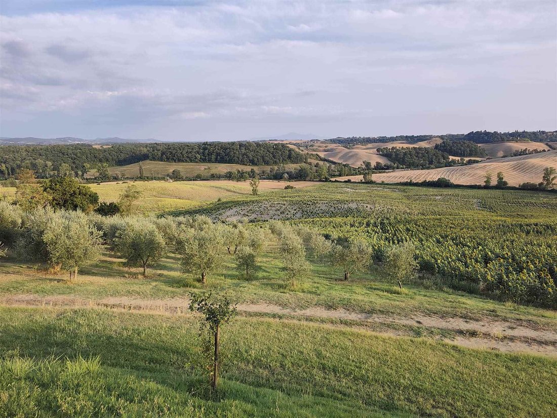 Land in Castelnuovo Berardenga, Tuscany, Italy 4 - 18519135
