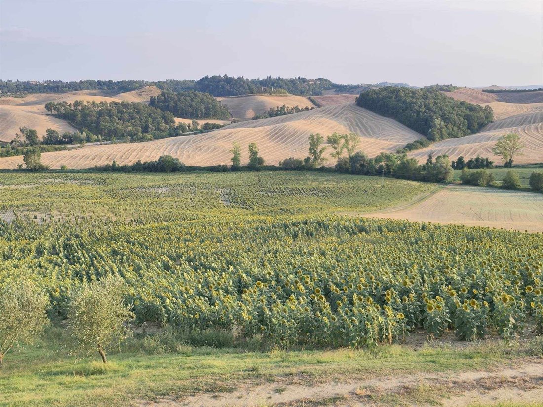 Land in Castelnuovo Berardenga, Tuscany, Italy 1 - 18519135
