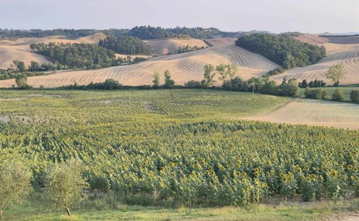 Land in Castelnuovo Berardenga, Tuscany, Italy 1