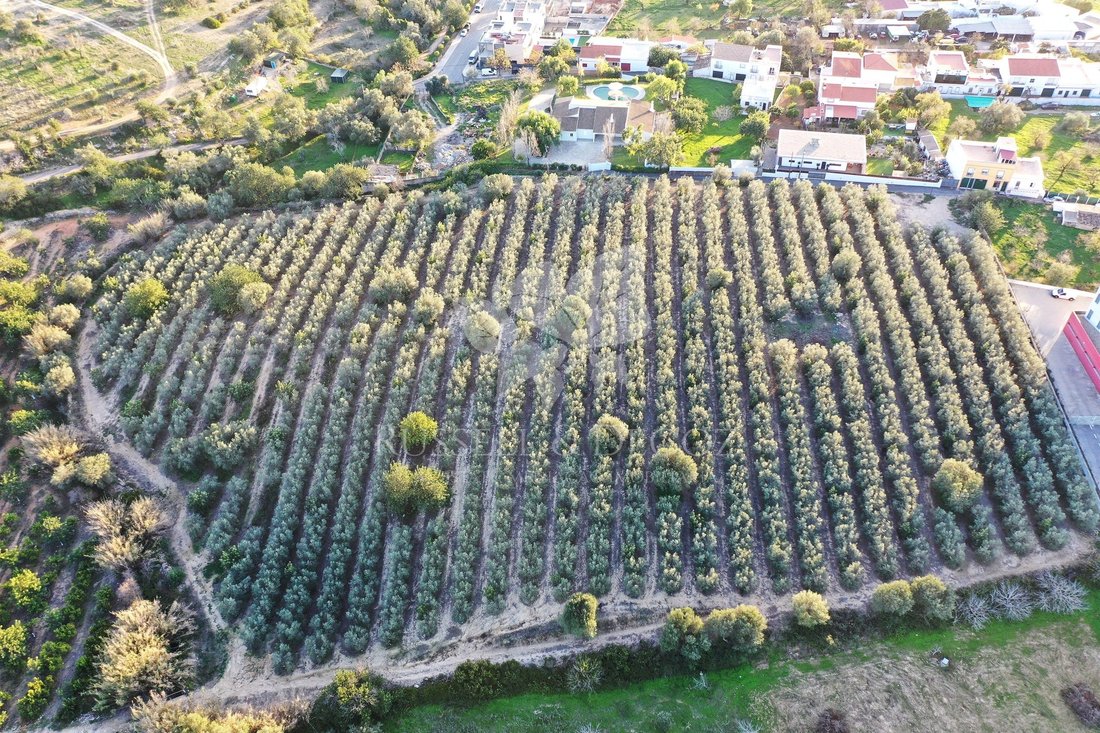Terrain à Estoi, Algarve, Portugal 3 - 12313586