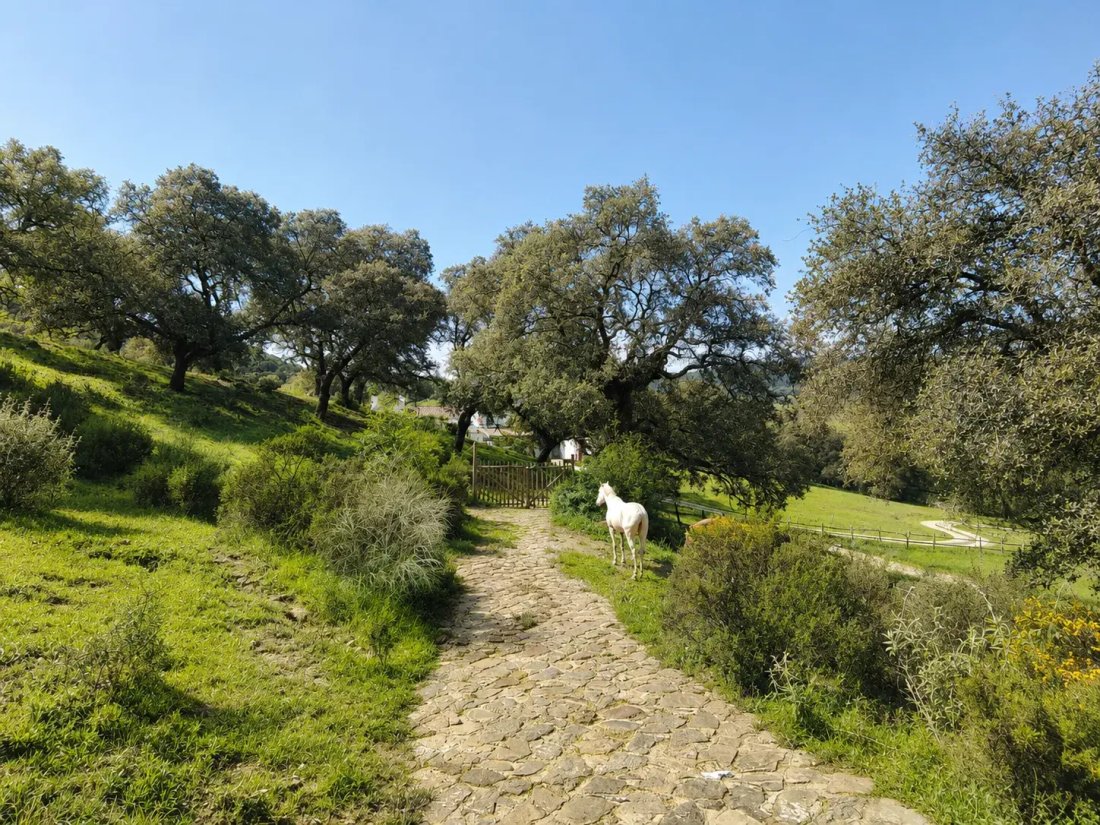 Country House in Cortes de la Frontera, Andalusia, Spain 2 - 18530316