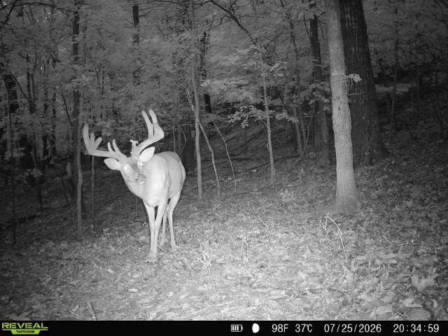 Land in Saddlebrooke, Missouri, United States 4 - 18470739