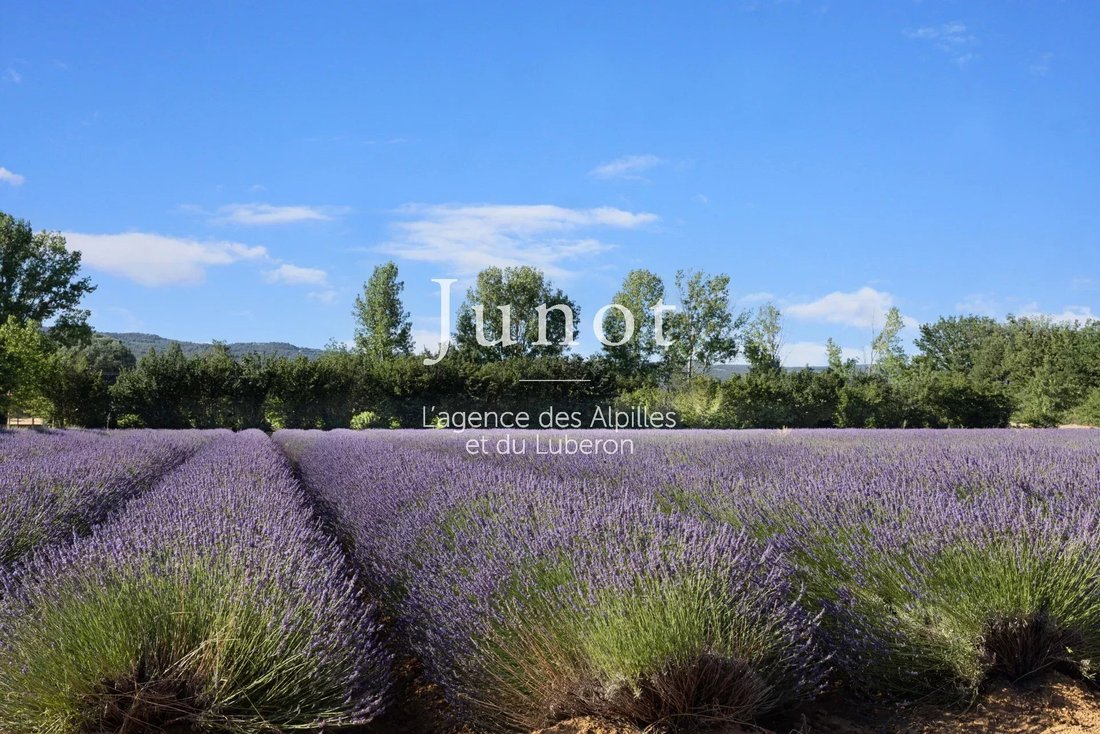 Country House in Gordes, Provence-Alpes-Côte d'Azur, France 4 - 13687308