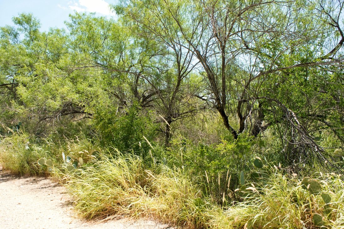 Farm Ranch in Carrizo Springs, Texas, United States 4 - 18531473