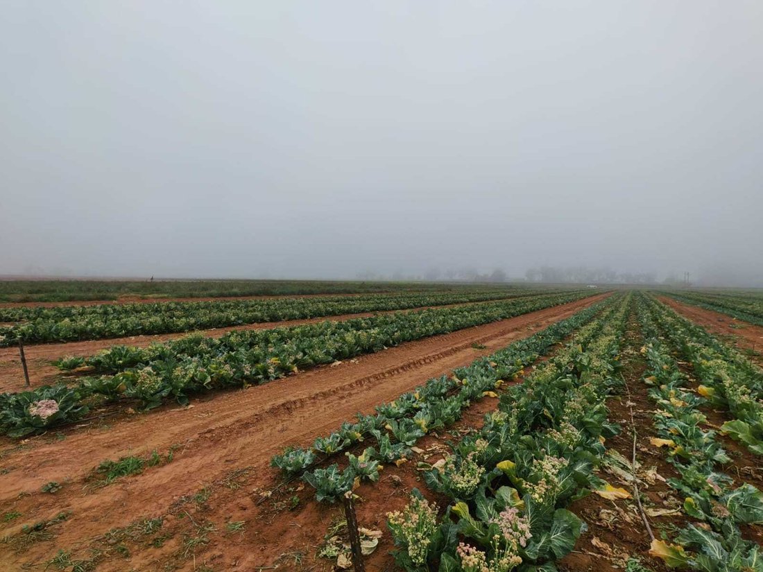 Farm Ranch in Lutzville, Western Cape, South Africa 3 - 18531619