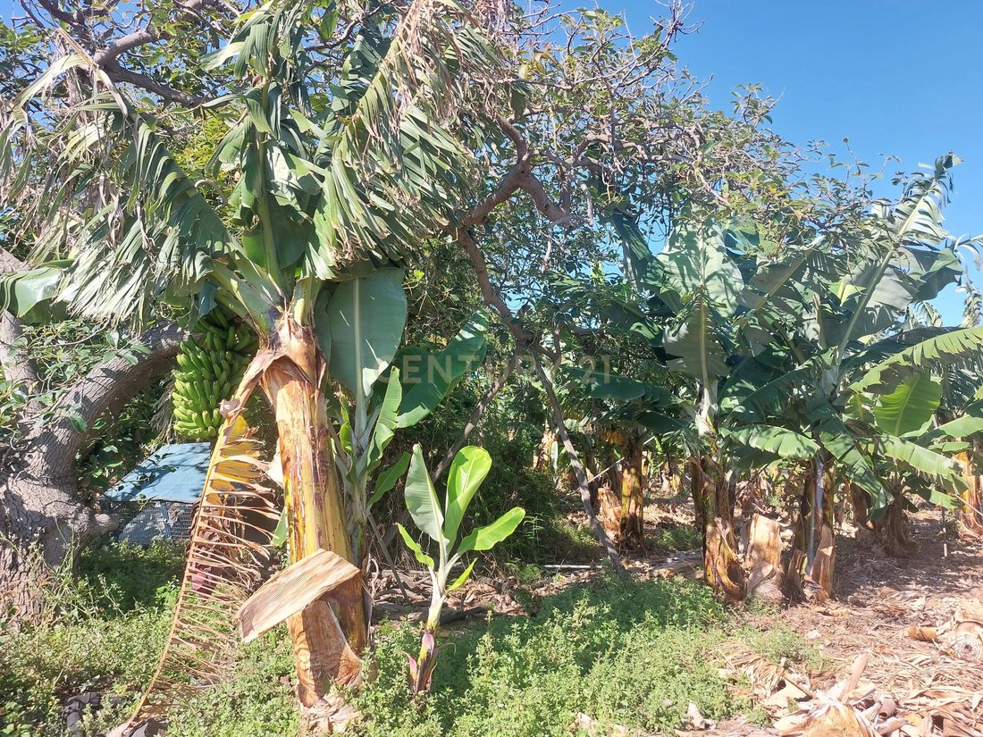 Terrain à San Cristóbal de La Laguna, Îles Canaries, Espagne 5 - 18302554