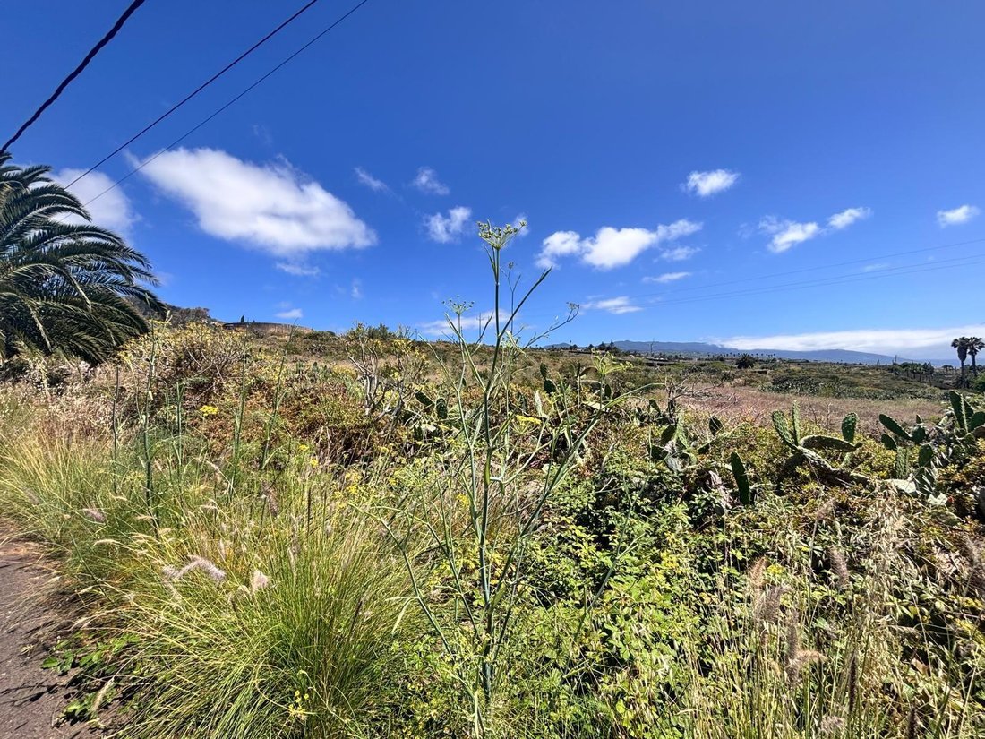 Terreno en Tacoronte, Canarias, España 3 - 18302564