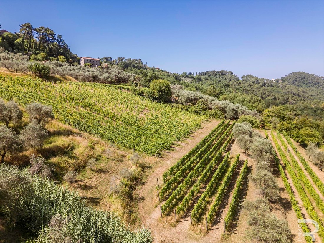 Farm Ranch in Fosdinovo, Tuscany, Italy 5 - 18539126