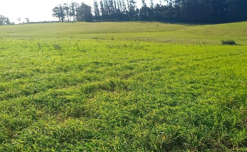 Azienda agricola a Rocha, Dipartimento di Rocha, Uruguay 1