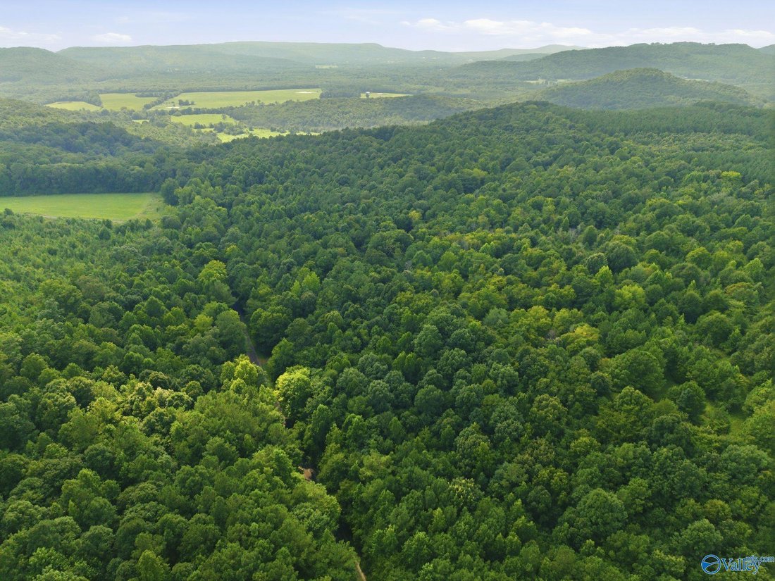 Land in Somerville, Alabama, United States 5 - 18545401