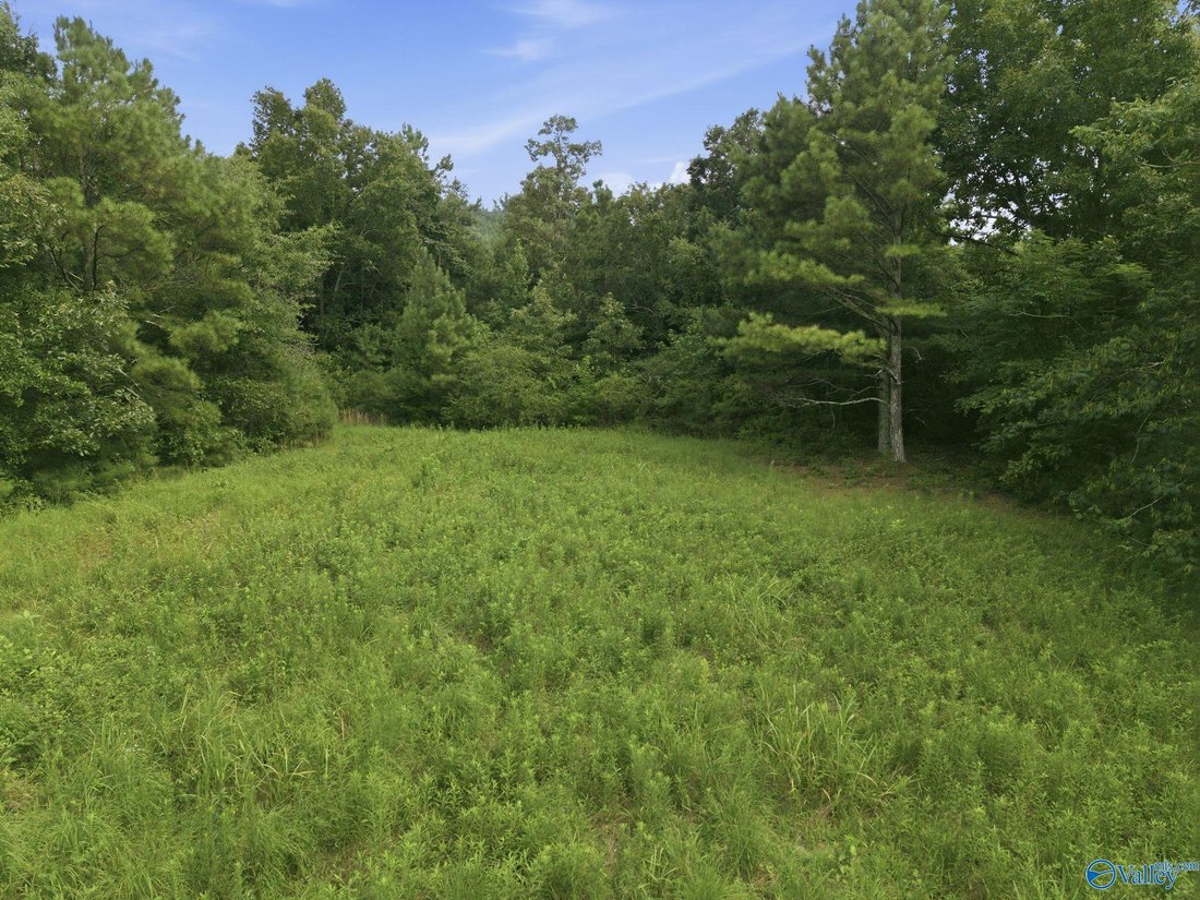 Land in Somerville, Alabama, United States 4 - 18545401