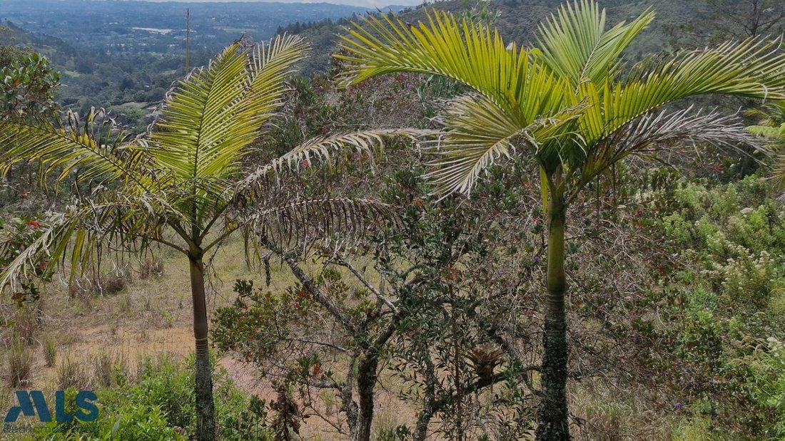Land in Don Diego, Antioquia, Colombia 3 - 18545983
