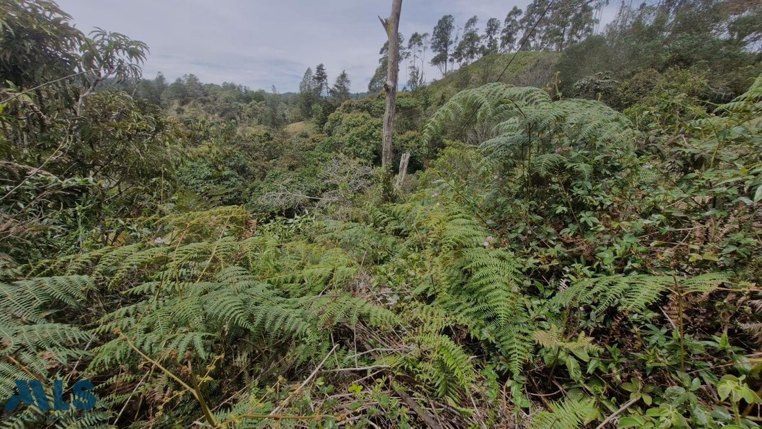 Land in Don Diego, Antioquia, Colombia 2 - 18545983