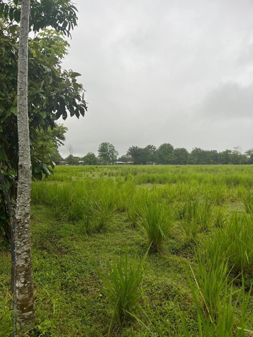 Land in Ciudad Cortés, Puntarenas Province, Costa Rica 3 - 18546810