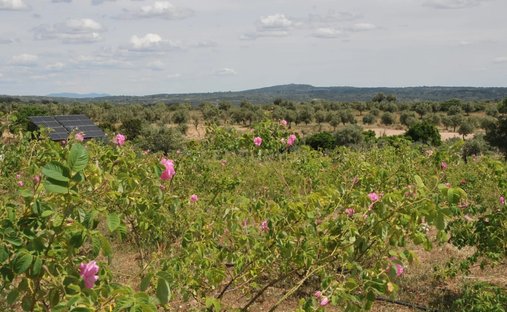 Azienda agricola a Escalos de Cima e Lousa, Distretto di Castelo Branco, Portogallo 1