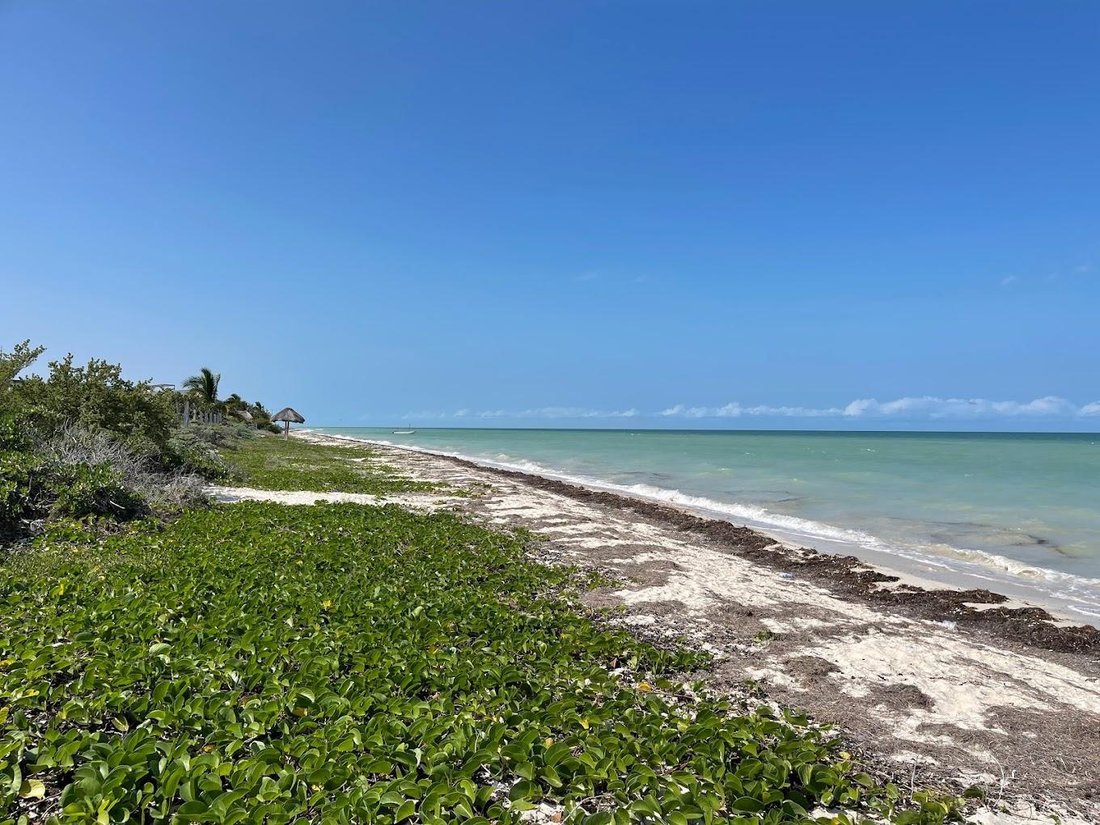 Land in Chicxulub Puerto, Yucatan, Mexico 1 - 18549110