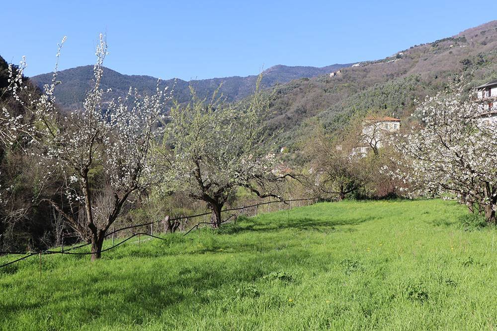 Villa in Pigna, Liguria, Italy 5 - 17222852