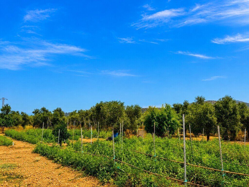 Land in Alcudia, Balearic Islands, Spain 5 - 18553017