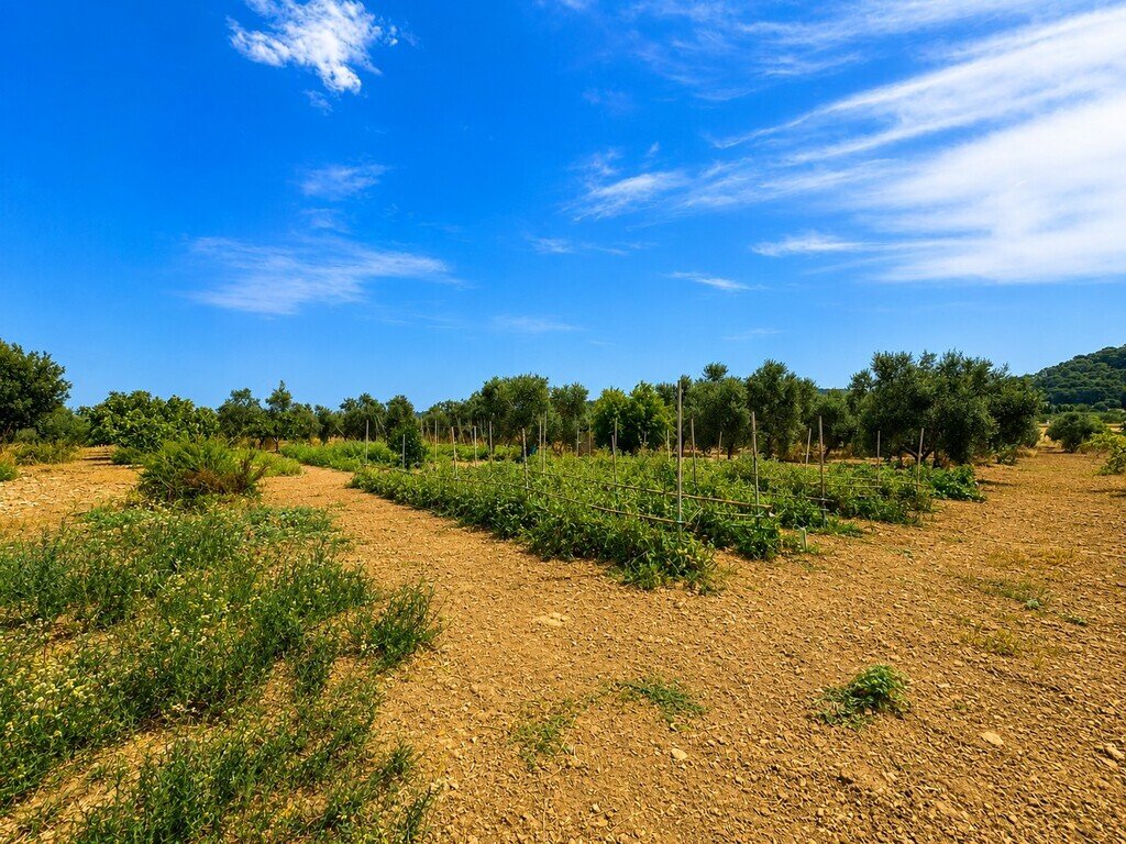 Land in Alcudia, Balearic Islands, Spain 4 - 18553017