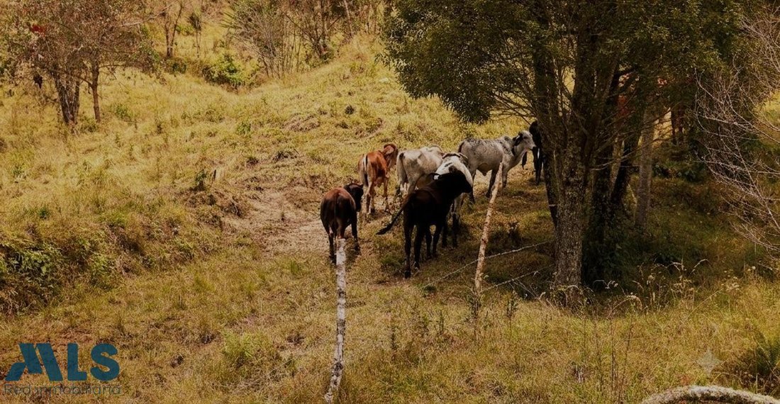 Land in Concepción, Concepción, Colombia 4 - 18555520