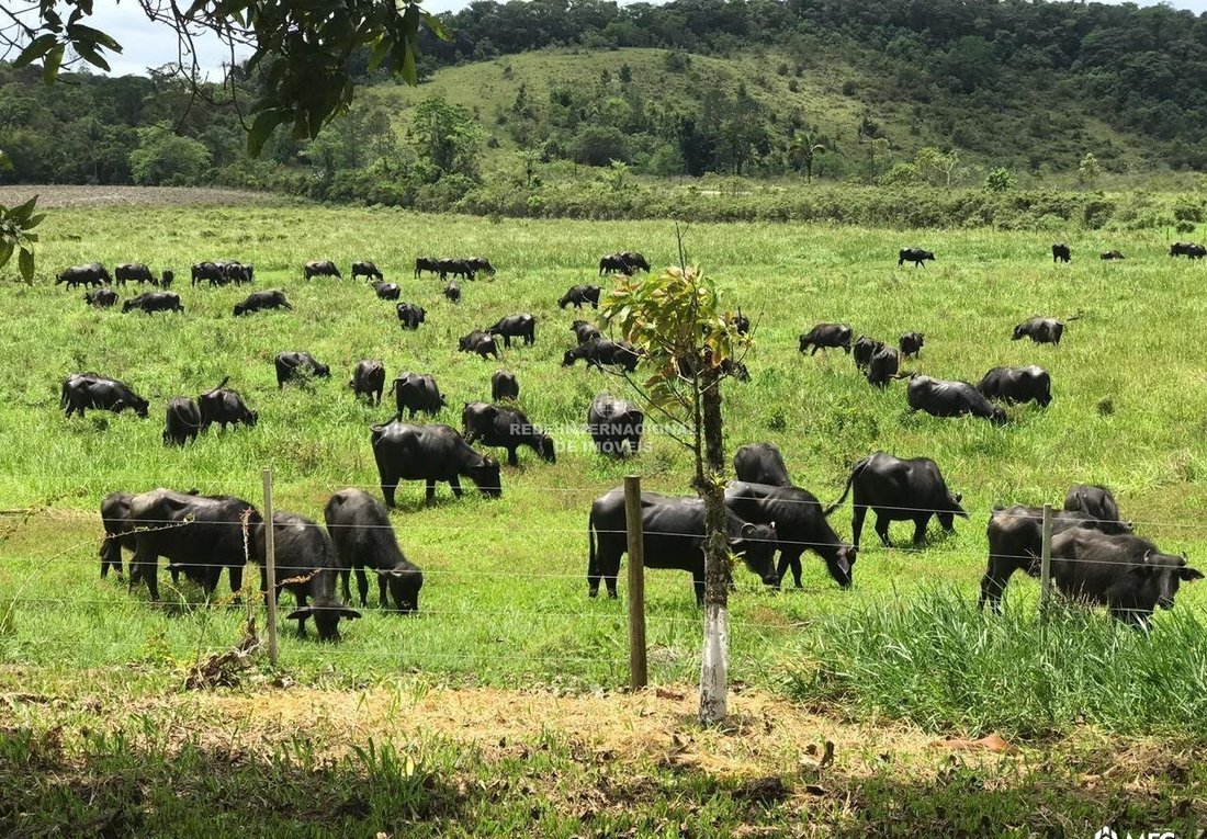 Farm Ranch in Iguape, State of São Paulo, Brazil 1 - 18566093