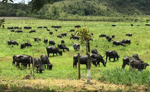 Farm Ranch in Iguape, State of São Paulo, Brazil 1