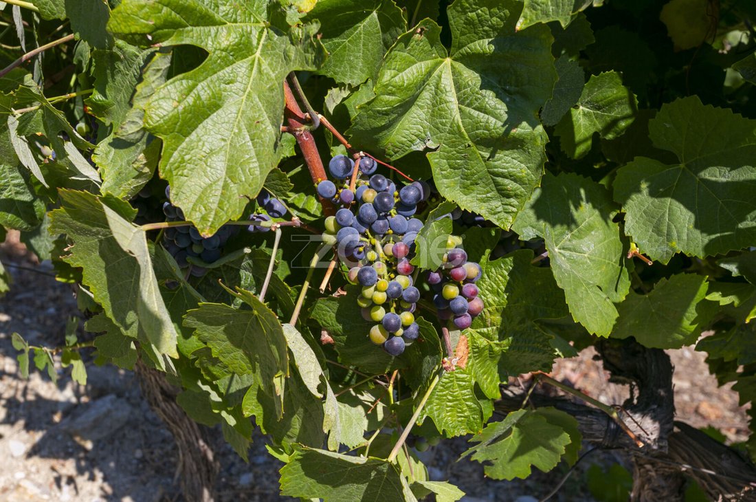 Finca en Valongo dos Azeites, Distrito de Viseu, Portugal 1 - 18563391